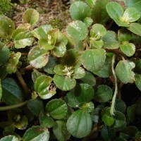 Pilea depressa (Sw.) Blume